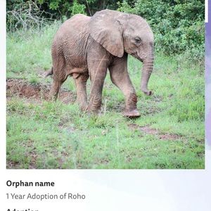 Meet your Posher, Lisa